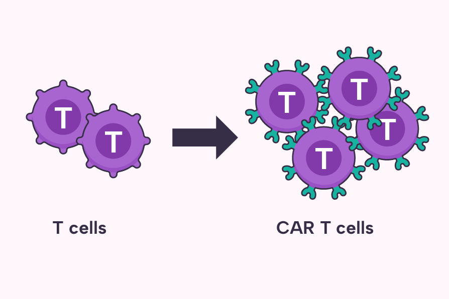 T cells modified to have chimeric antigen receptors (CARs).