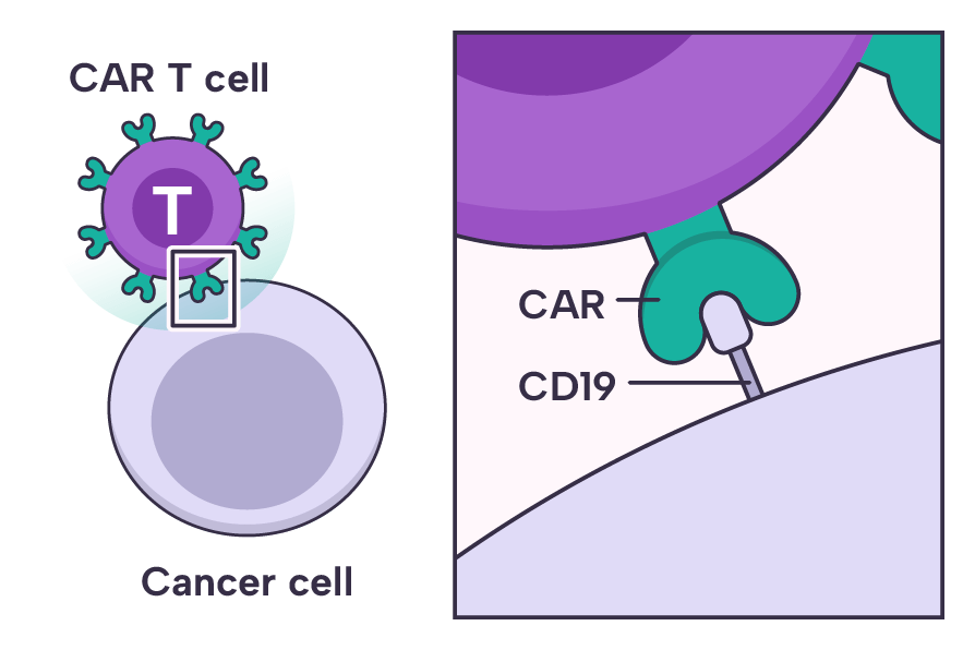 A chimeric antigen receptor (CAR) hooking onto CD19.