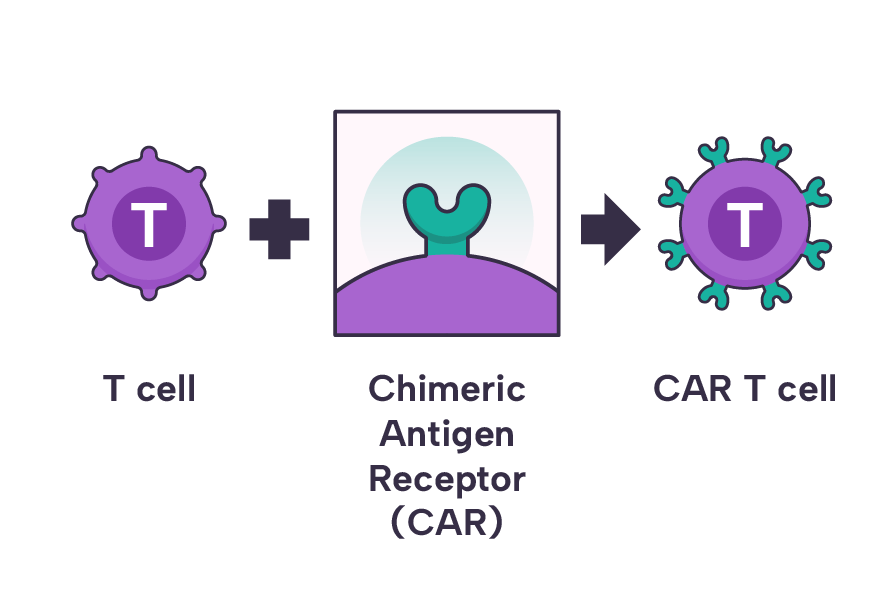 A T cell modified to have CAR which then becomes a CAR T cell.